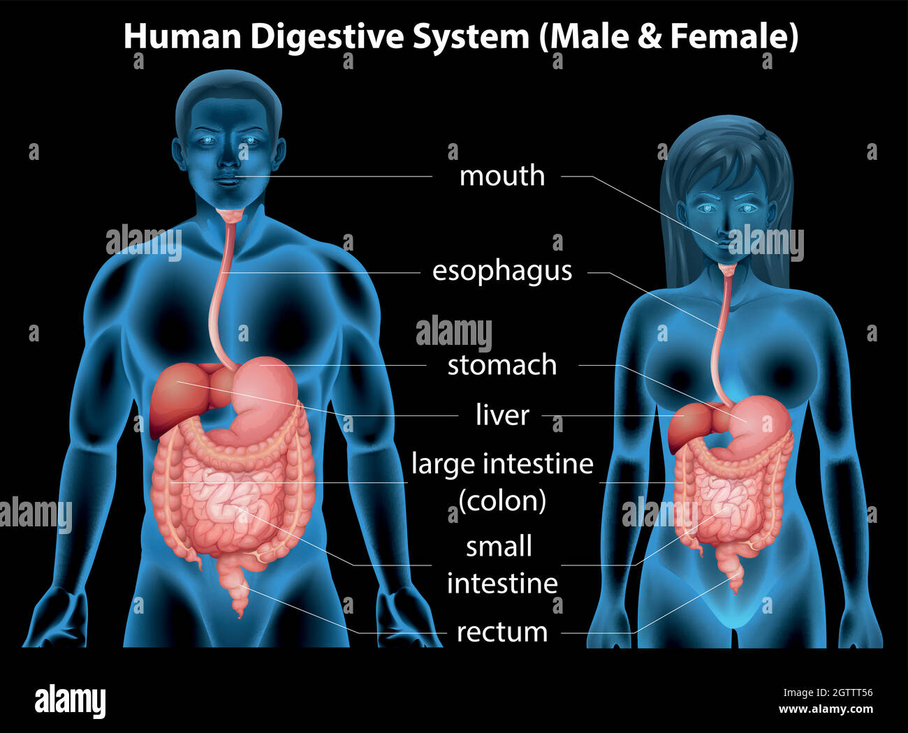 Système digestif humain Illustration de Vecteur