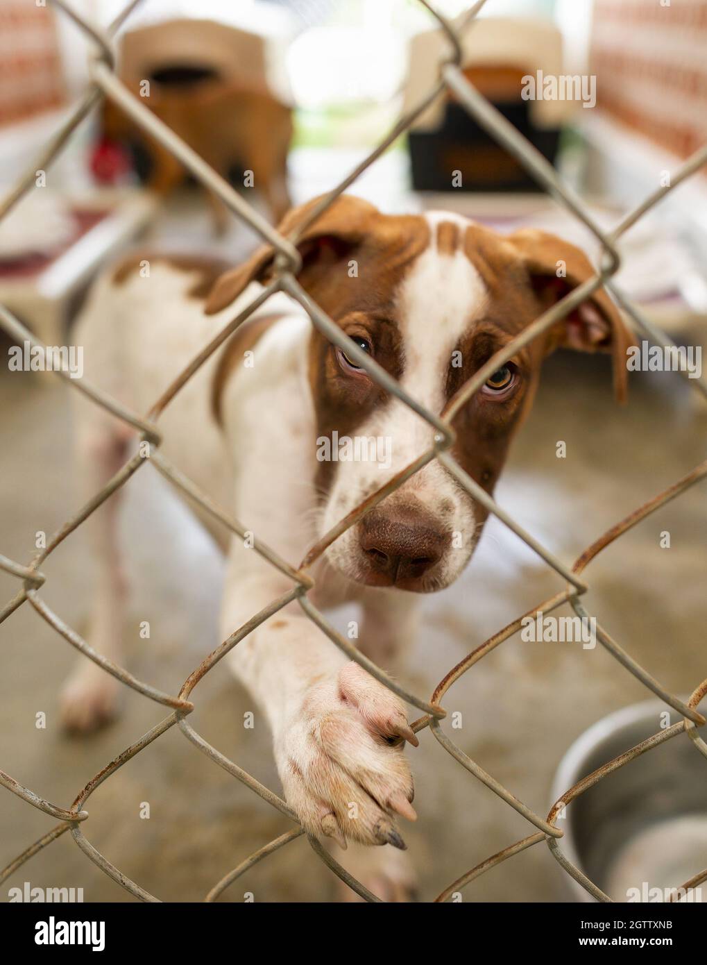 Un chien refuge regarde à travers son enceinte avec sa patte accrochée à la clôture au format d'image vertical Banque D'Images