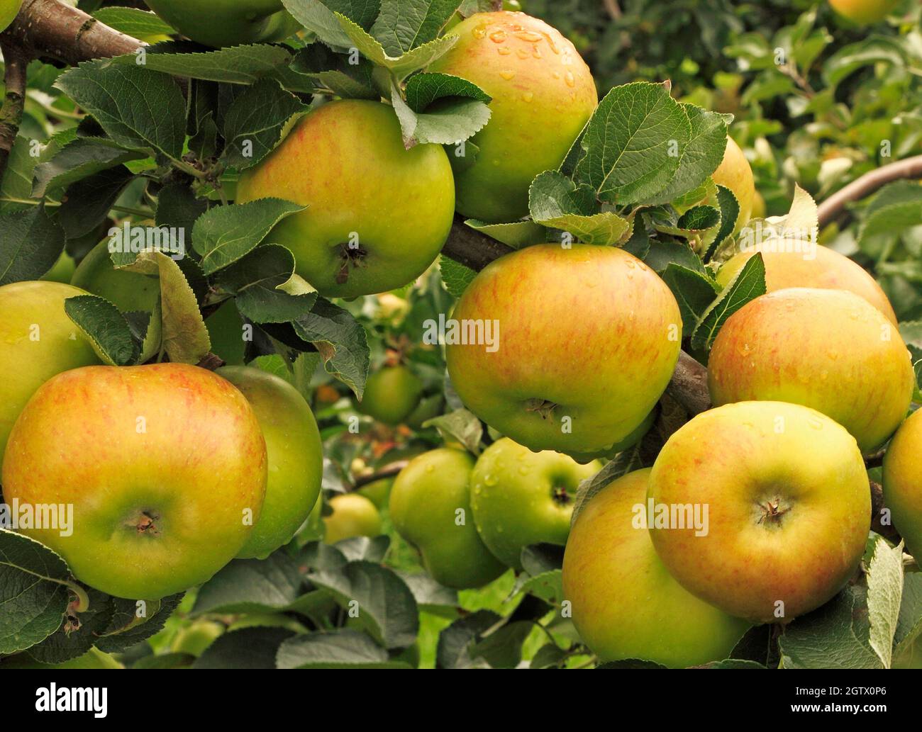 Pomme 'Bramley's seedling', 'Bramley', pommes, fruit, croissant sur arbre, malus domestica, Banque D'Images