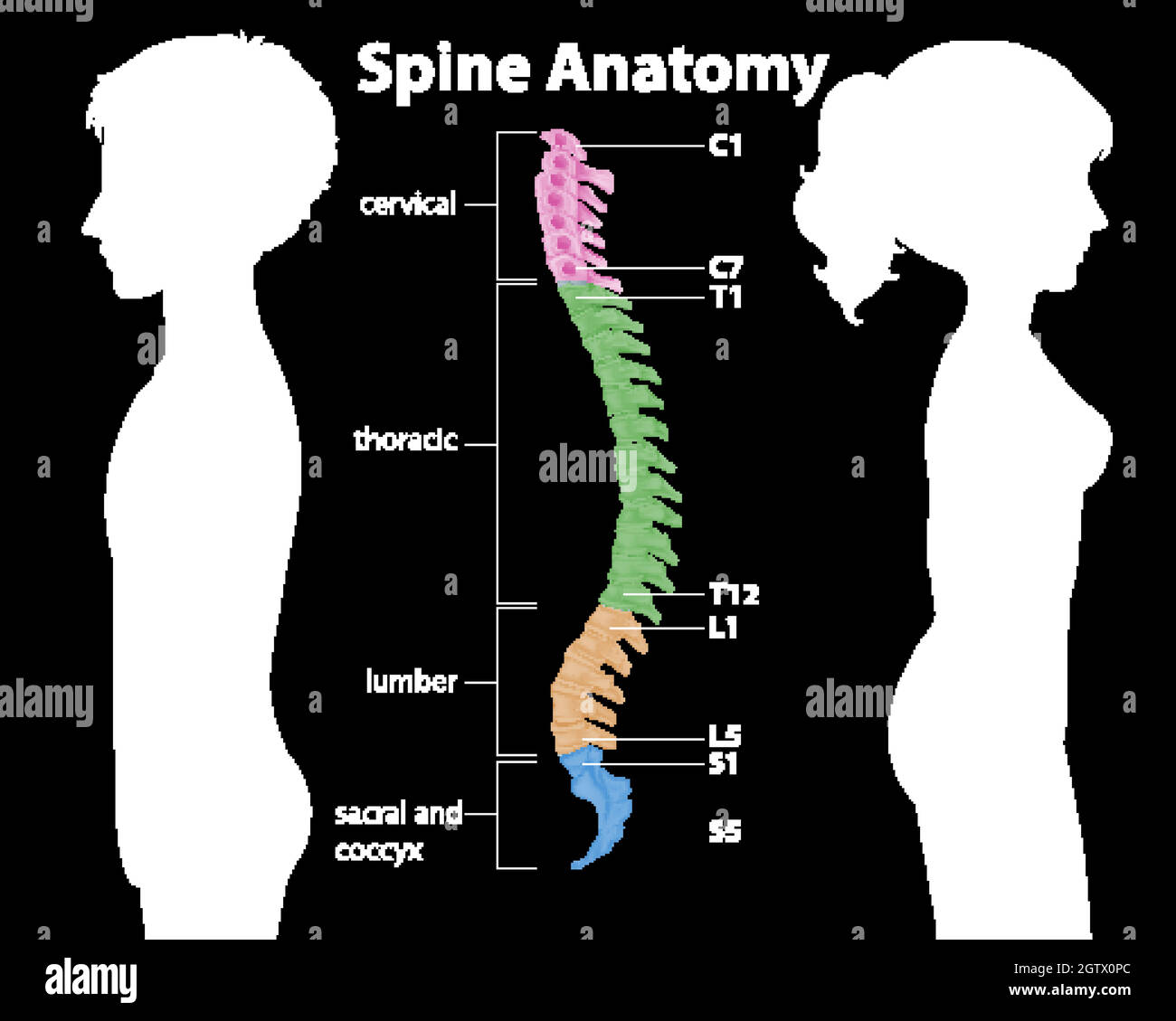 Infographie sur l'anatomie de la colonne vertébrale ou des courbes spinales Illustration de Vecteur