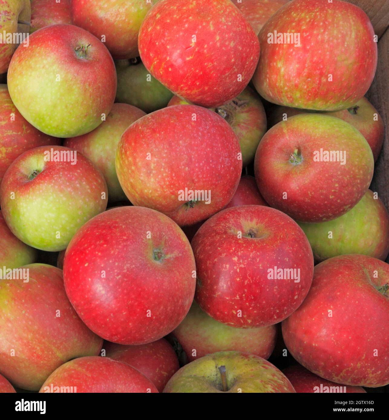 Clopton 'Apple' rouge, pommes, Malus domestica, boutique de la ferme, l'affichage, des fruits comestibles, Banque D'Images