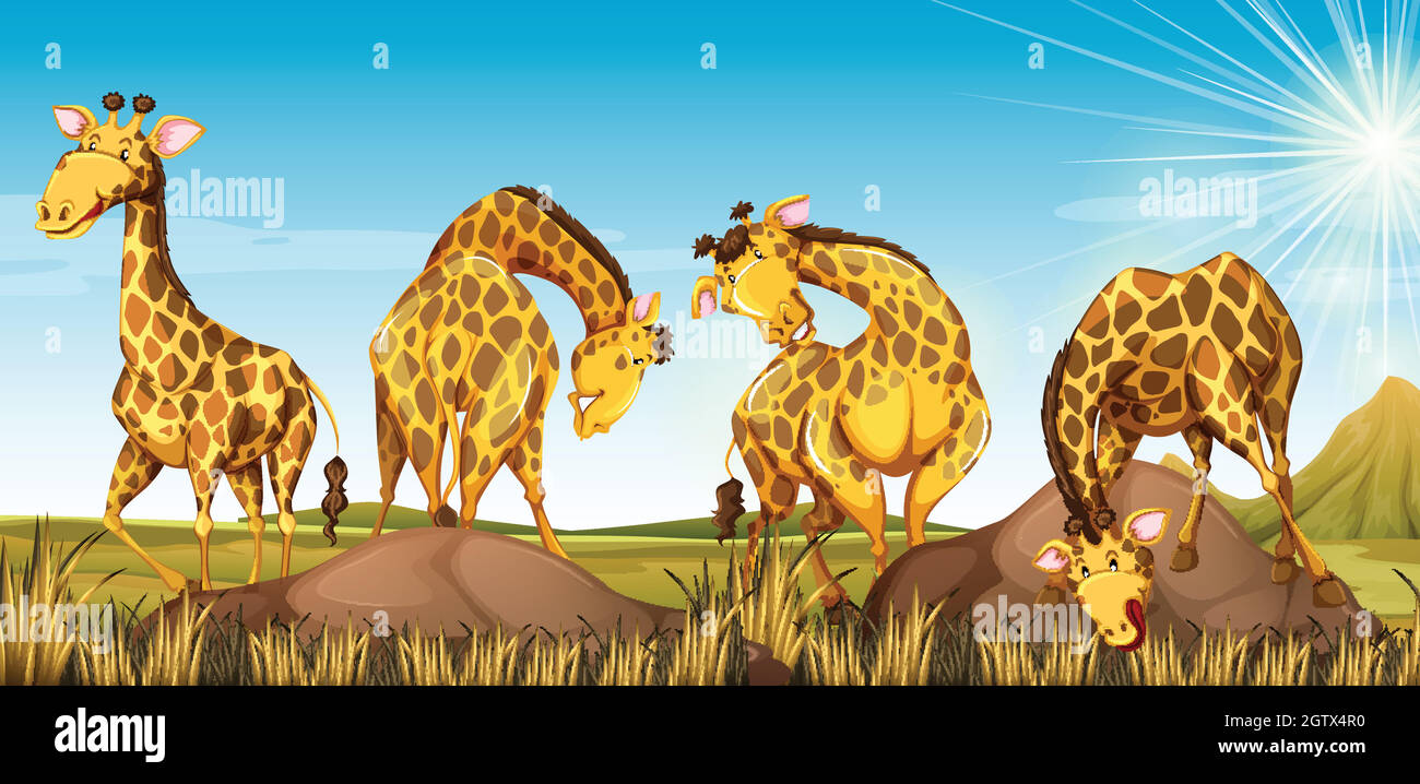 Quatre girafes dans le champ Illustration de Vecteur