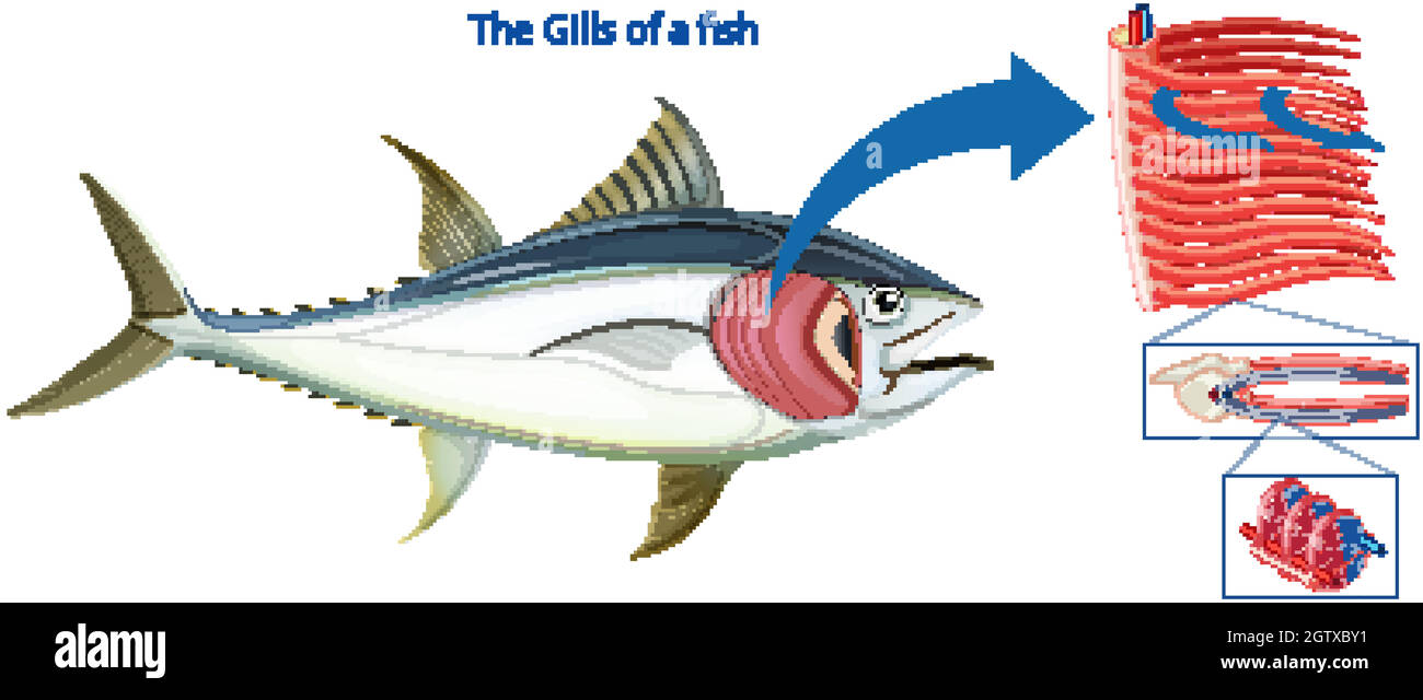 Schéma montrant les grils d'un poisson Illustration de Vecteur