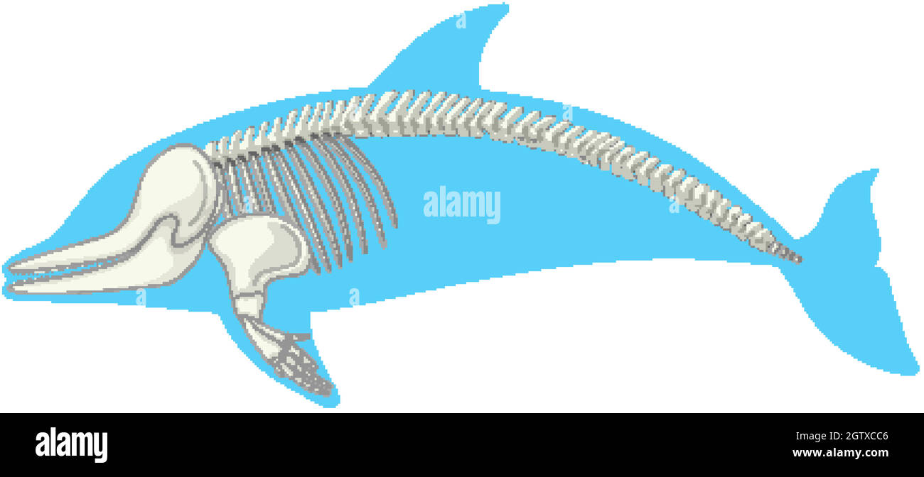 Anatomie du squelette du dauphin isolée sur fond blanc Illustration de Vecteur