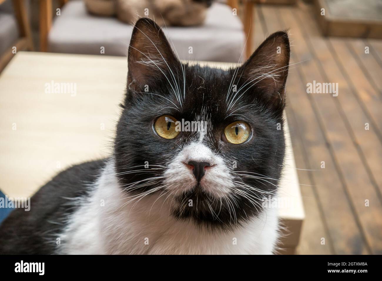 室内一只可爱的，看着前方的奶牛猫的脸部特写Inside une belle 