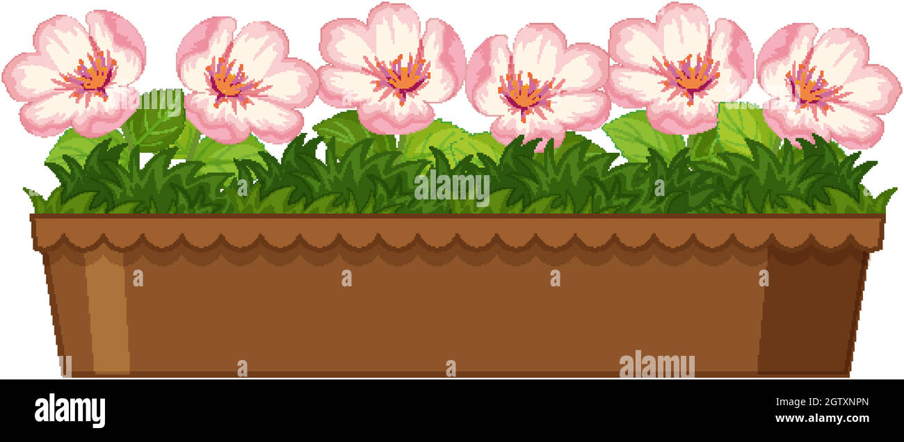 Belles fleurs en pot sur fond blanc Illustration de Vecteur