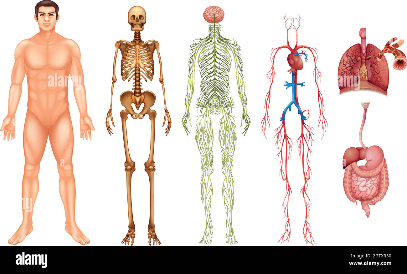 Systèmes du corps humain Illustration de Vecteur