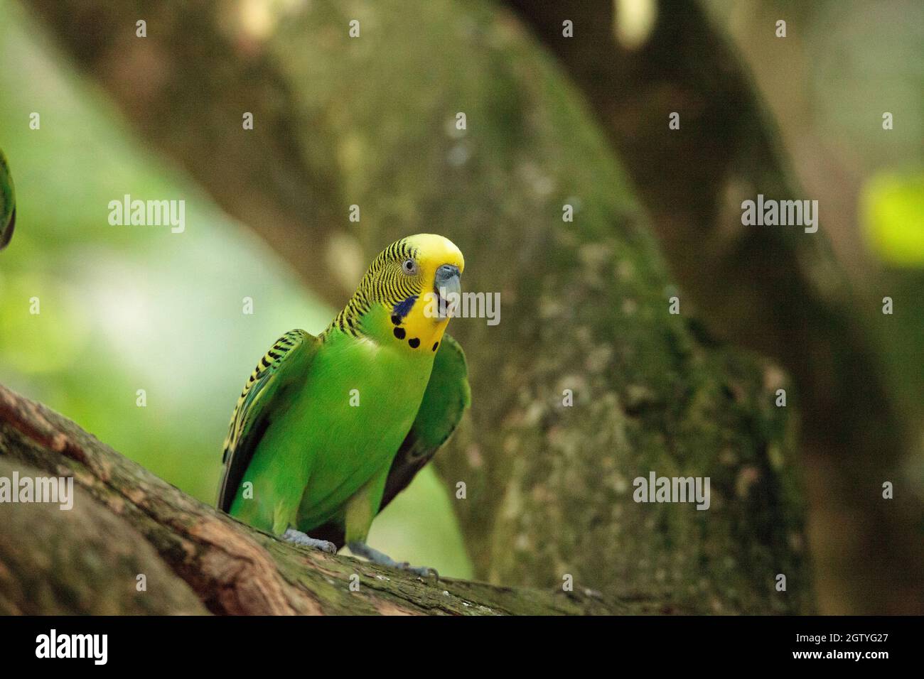 Green Budgerigar Parakeet oiseau Melopsittacus undulatus perches sur Une  branche, graine de manger Photo Stock - Alamy