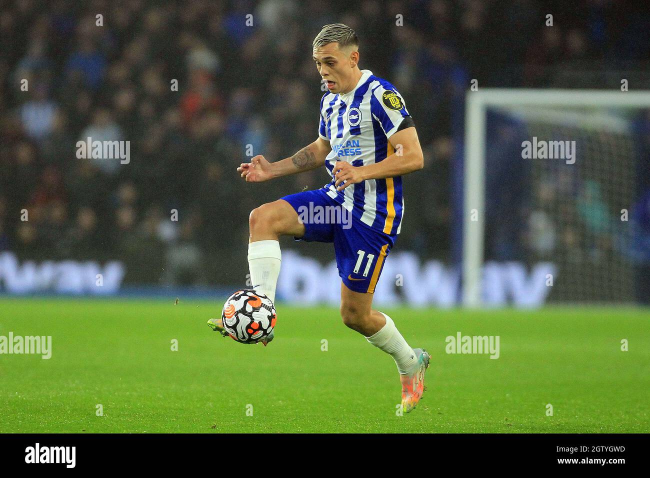 Brighton, Royaume-Uni. 02 octobre 2021. Leandro Trossard de Brighton et Hove Albion en action pendant le match. Match de première ligue, Brighton & Hove Albion v Arsenal au stade Amex de Brighton le samedi 2 octobre 2021. Cette image ne peut être utilisée qu'à des fins éditoriales. Utilisation éditoriale uniquement, licence requise pour une utilisation commerciale. Aucune utilisation dans les Paris, les jeux ou les publications d'un seul club/ligue/joueur. photo par Steffan Bowen/Andrew Orchard sports photographie/Alay Live news crédit: Andrew Orchard sports photographie/Alay Live News Banque D'Images