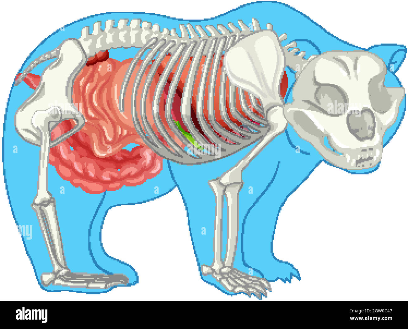 Anatomie de l'ours sauvage isolée Illustration de Vecteur