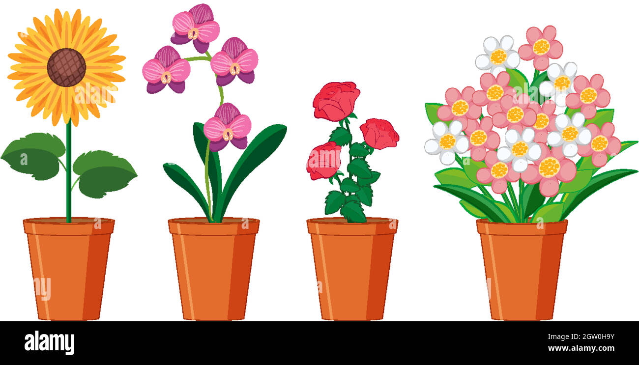 Belles fleurs en pots sur fond blanc Illustration de Vecteur