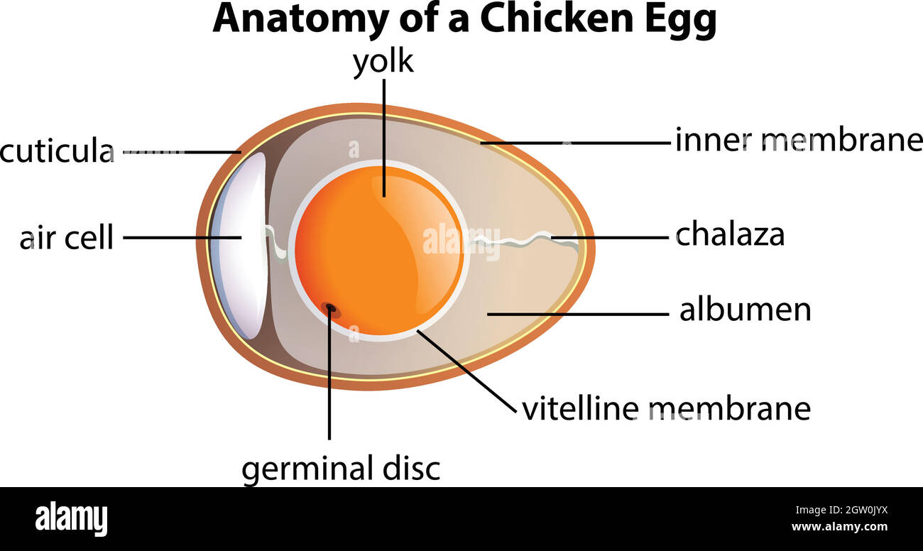 Anatomie d'un œuf de poulet Illustration de Vecteur