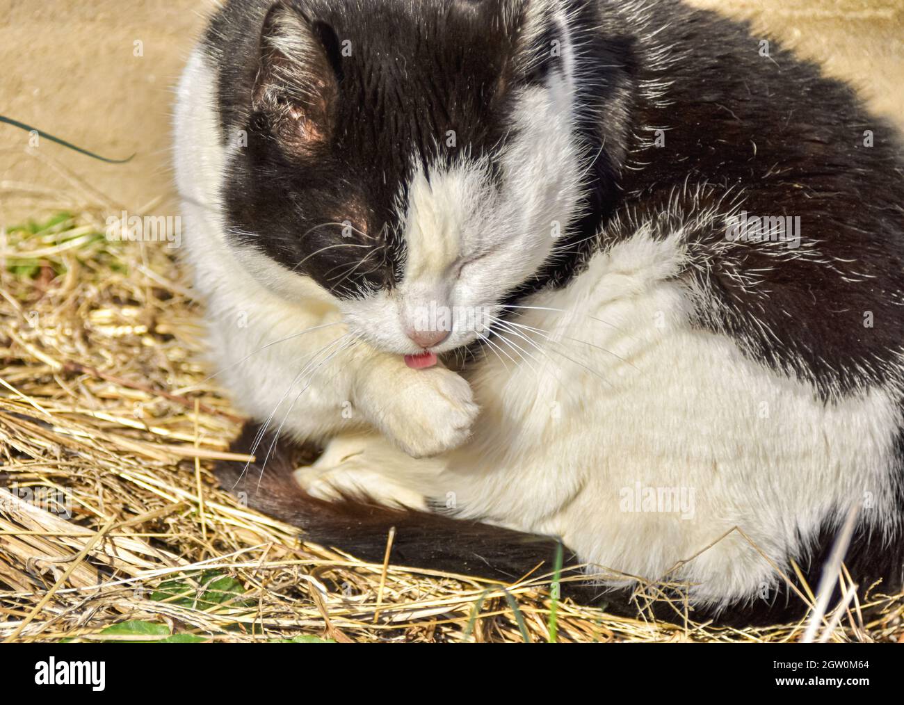 Chat noir et blanc léchant sa patte pour nettoyer. Gros plan. Banque D'Images