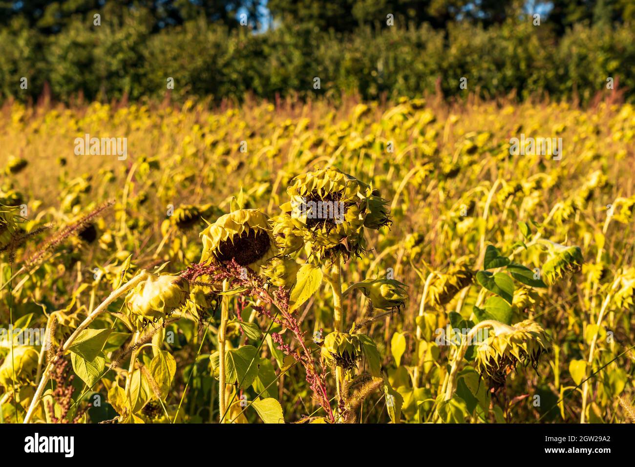 Un champ de tournesols en train de mourir lors d'une journée d'automne ensoleillée dans une ferme à Wexford, Pennsylvanie, États-Unis Banque D'Images