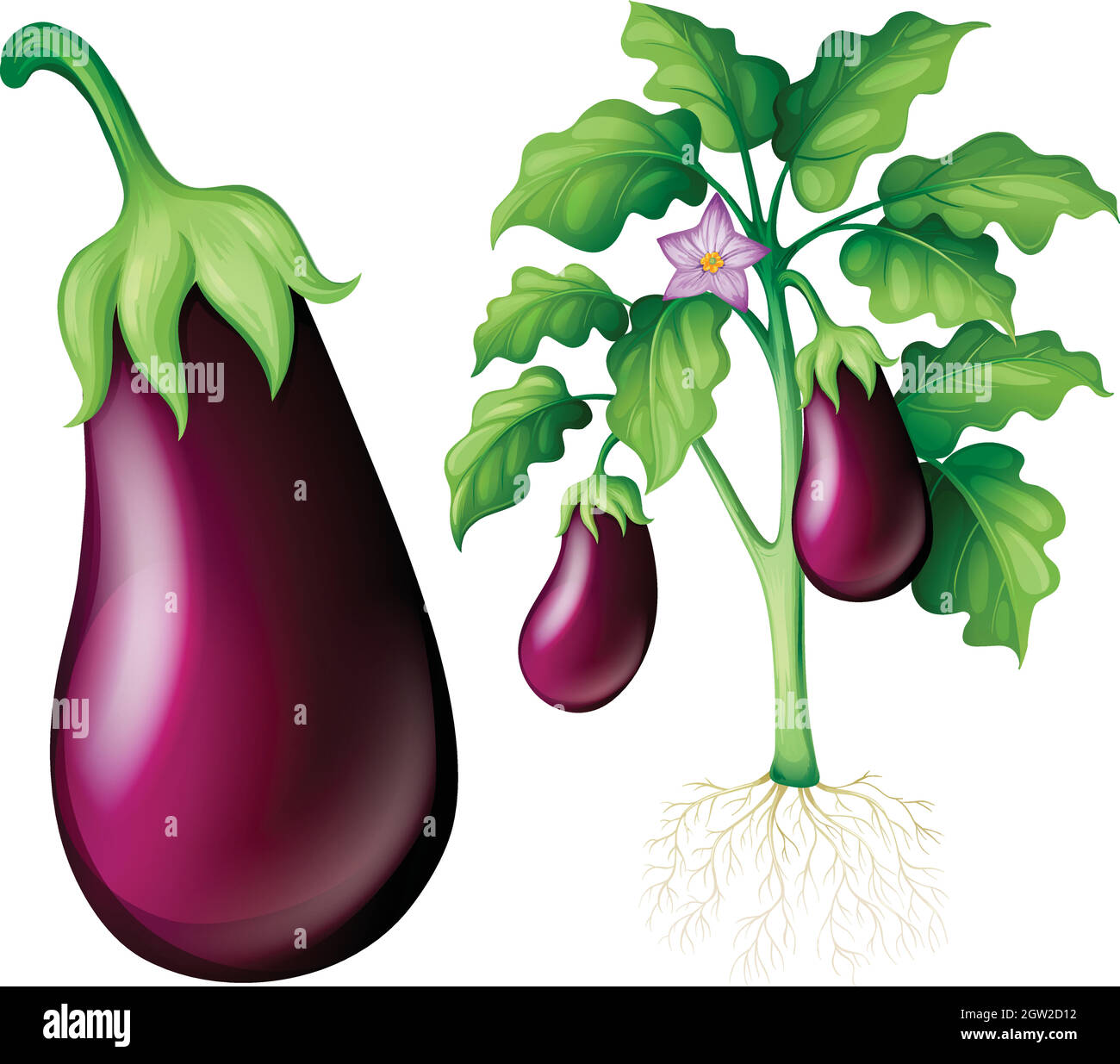 Aubergine avec feuilles et racines Illustration de Vecteur