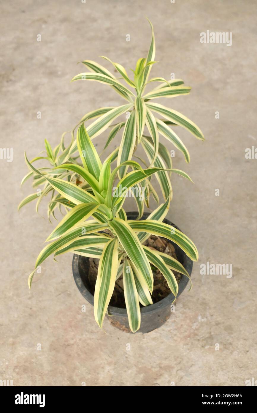 Dracaena Sonderiana argent ou ruban plante Sacrée pour la plantation dans  la maison Photo Stock - Alamy