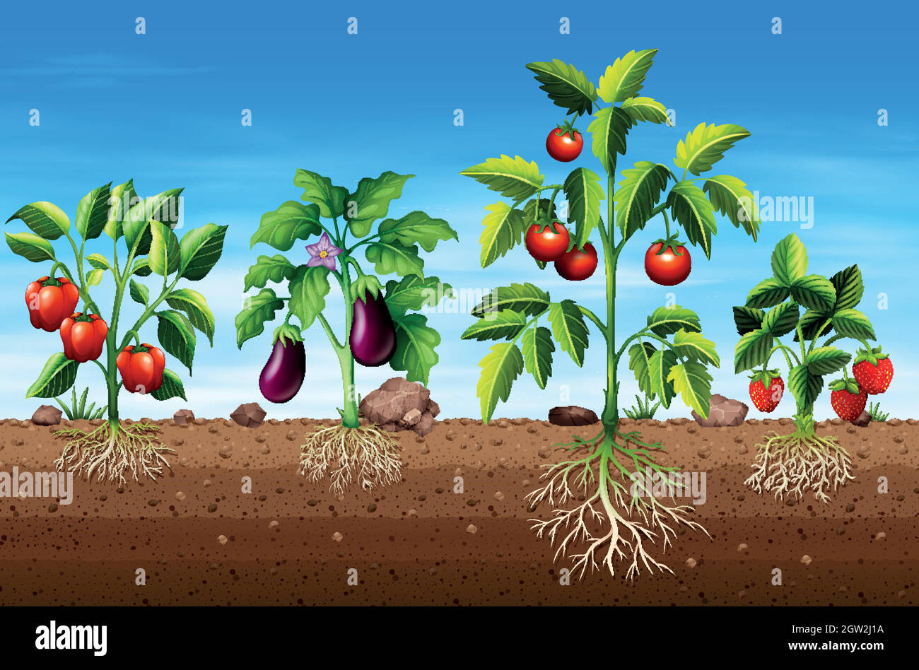 Ensemble de différentes plantes fruitières et végétales Illustration de Vecteur