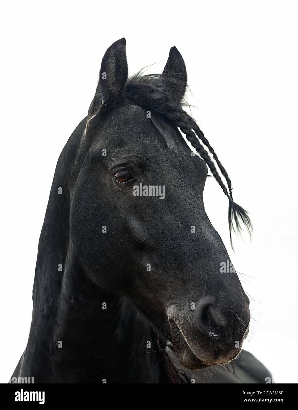 Portrait d'un cheval de frise noir sur fond blanc Banque D'Images