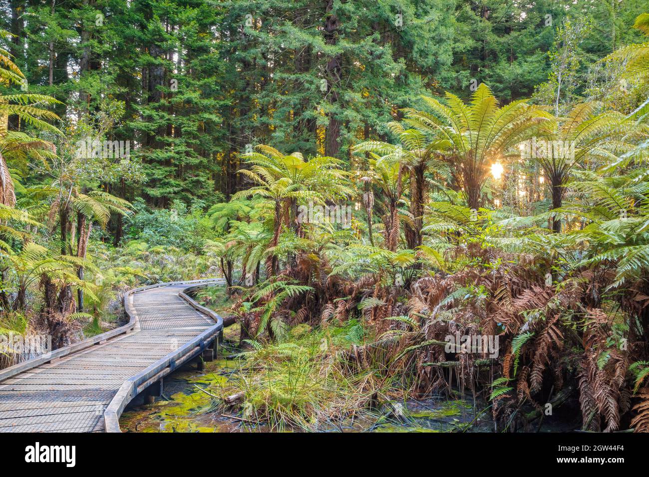 La forêt de séquoias de Californie à Whakarewarewa, Rotorua, Nouvelle-Zélande. Une promenade mène à travers un bosquet de fougères de ponga Banque D'Images