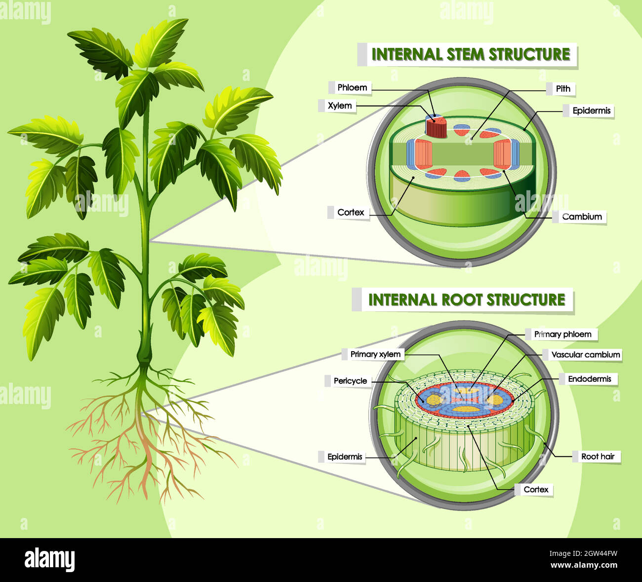 Schéma illustrant la structure interne de la tige Illustration de Vecteur