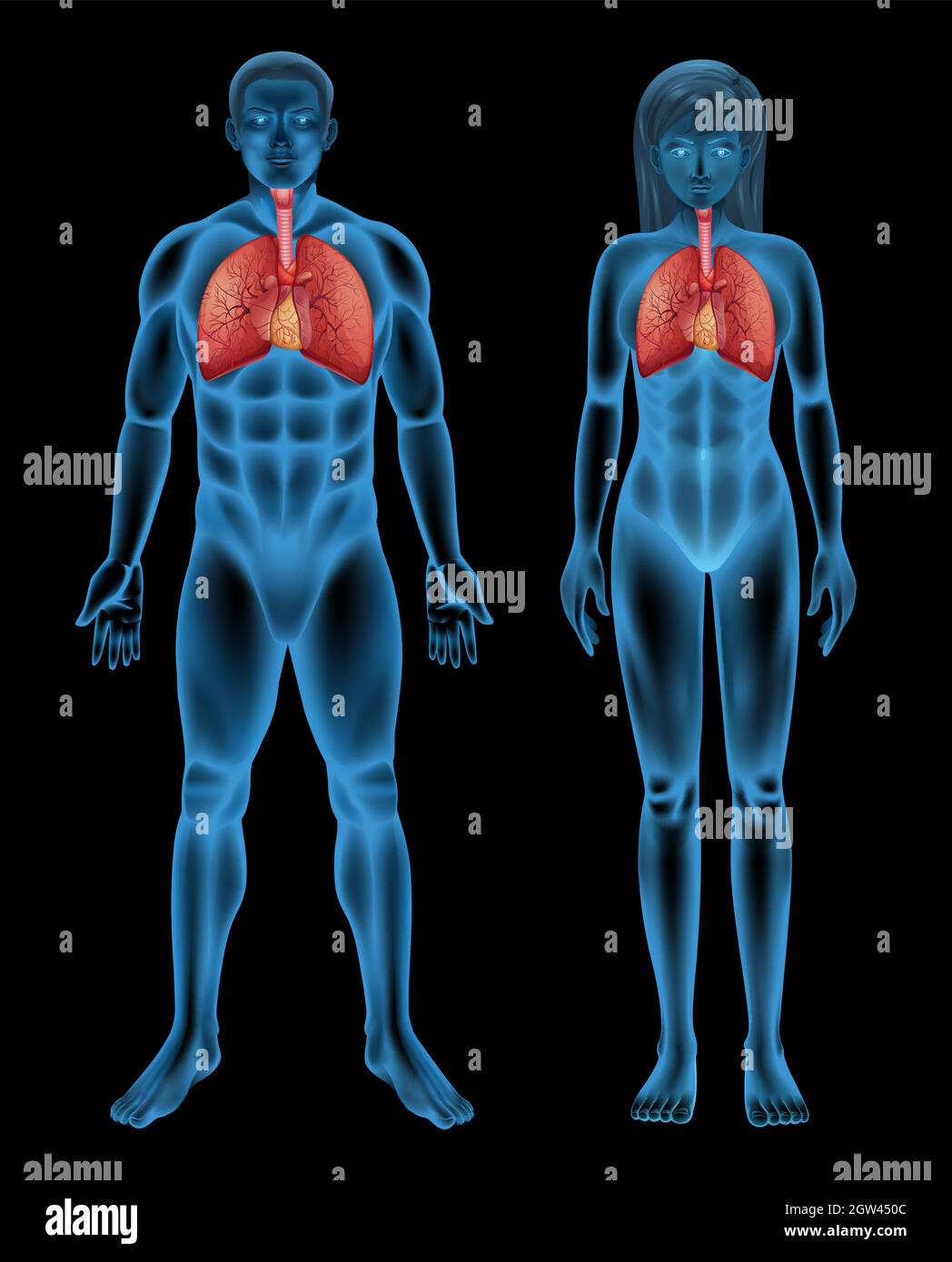 Système respiratoire Illustration de Vecteur