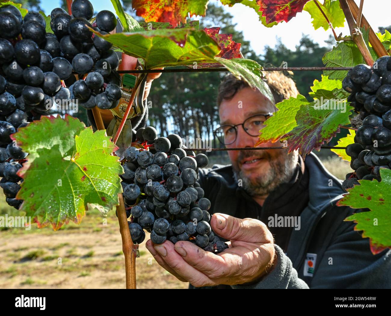 Grano, Allemagne. 1er octobre 2021. En début de matinée, Steffen Lehmann, copropriétaire du domaine viticole de Patke, récolte des raisins rouges de la variété Dornfelder, qui seront ensuite utilisés pour produire du vin rosé. La culture du vin dans le Brandebourg devient de plus en plus populaire. Avec 15 hectares, les vignerons Lehmann et Jahnke veulent devenir le plus grand producteur de vin du Brandebourg. En 2014, Jahnke a planté les 1500 premières vignes. (À dpa ''tout le monde a dit, maintenant il va complètement fou' - viticulture dans la Märkische'). Credit: Patrick Pleul/dpa-Zentralbild/ZB/dpa/Alay Live News Banque D'Images