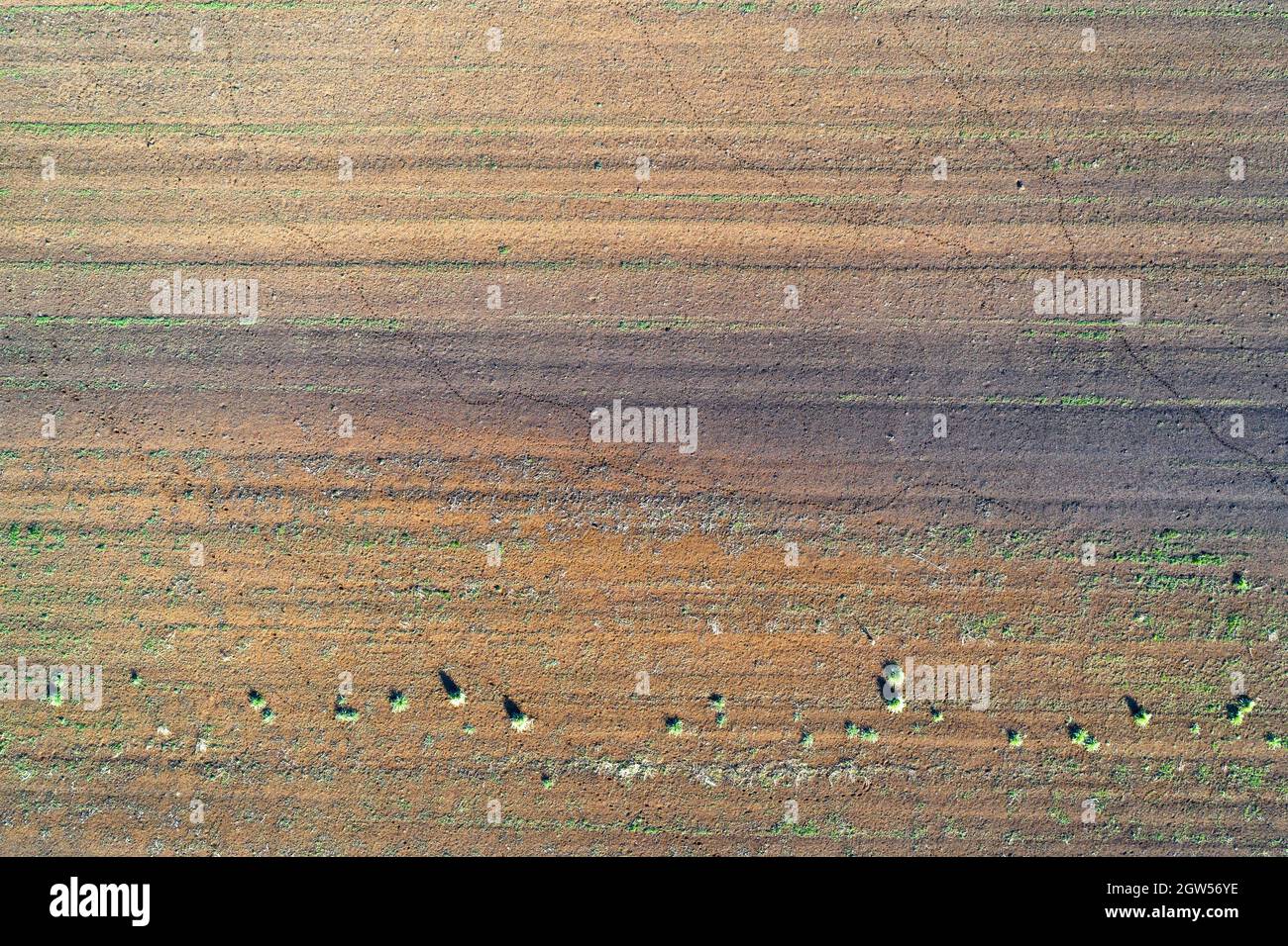 Les récoltes endommagées dans le champ. En raison de mauvaises conditions de race, de sol ou de maladie. Cultures agricoles malades. Banque D'Images