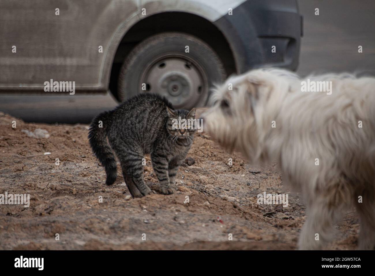 Attaques De Chat Banque D Image Et Photos Alamy