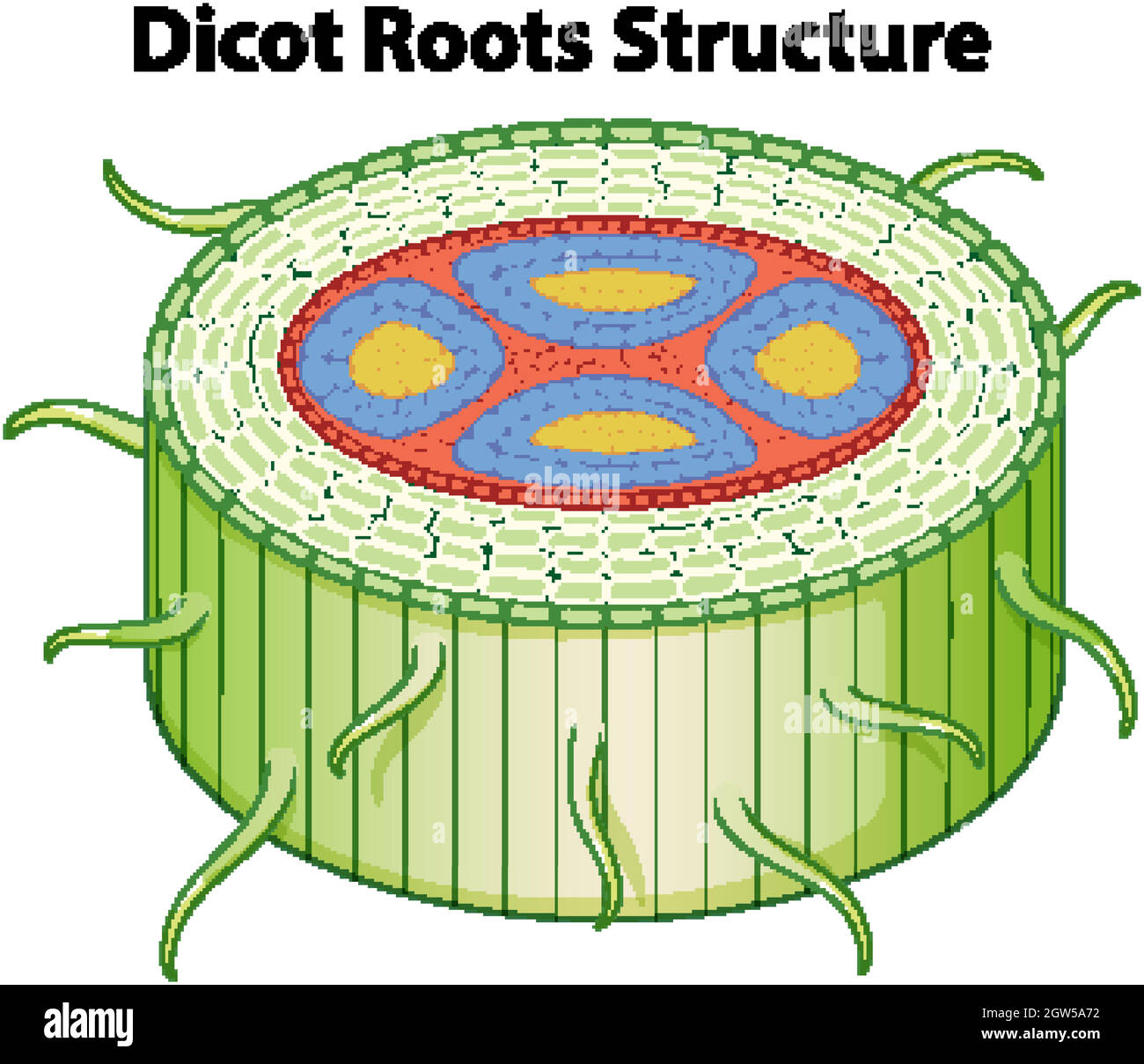 Diagramme montrant la structure des racines de dicts Illustration de Vecteur