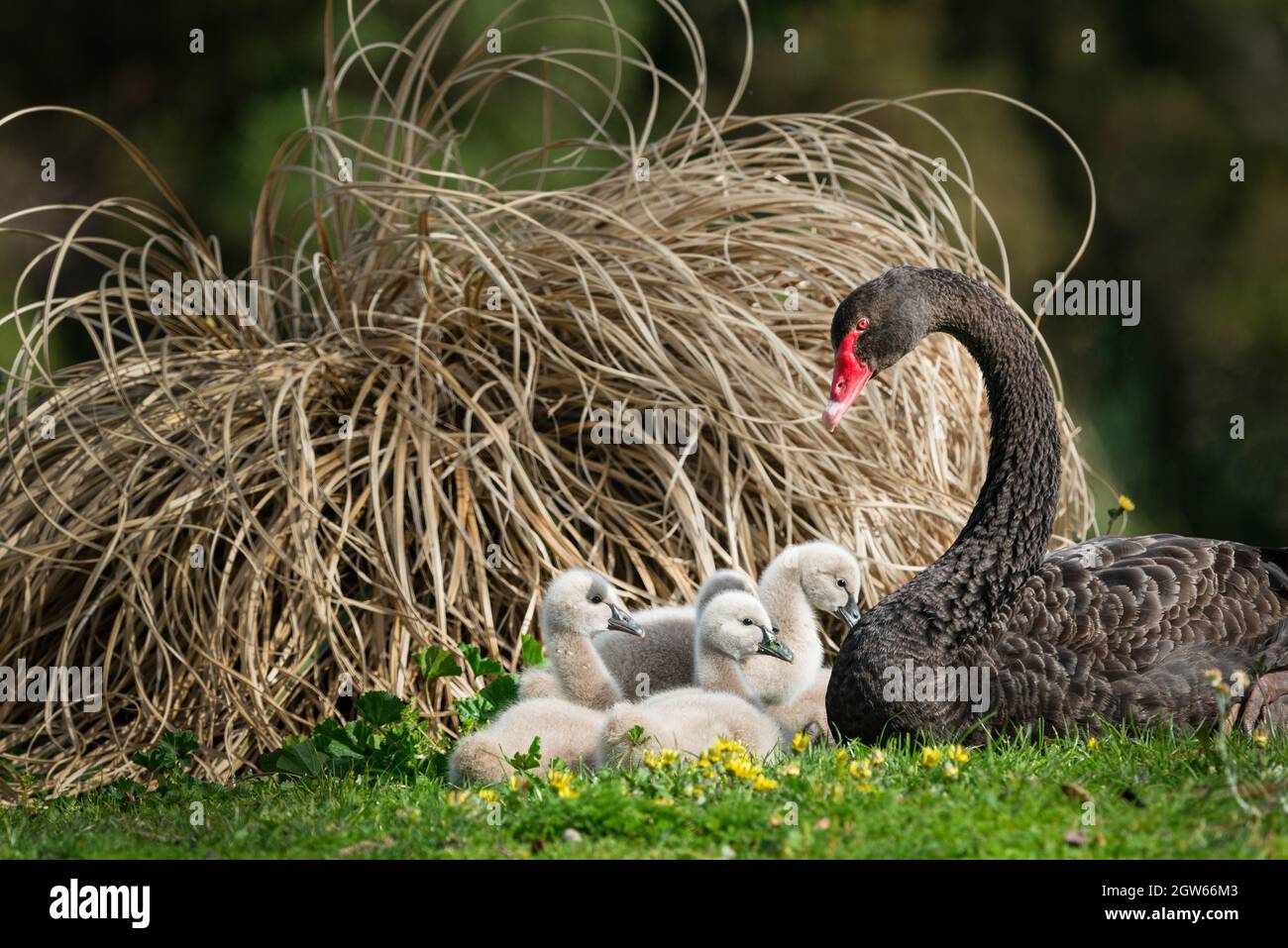 Mere De Cygne Noir Avec Son Bebe Cygnets Reposant Sur L Herbe Photo Stock Alamy