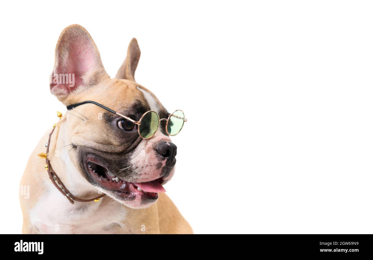 Vue latérale de jolies lunettes de protection pour chiens de taureaux  français et Smile isolé sur fond blanc, PET Photo Stock - Alamy