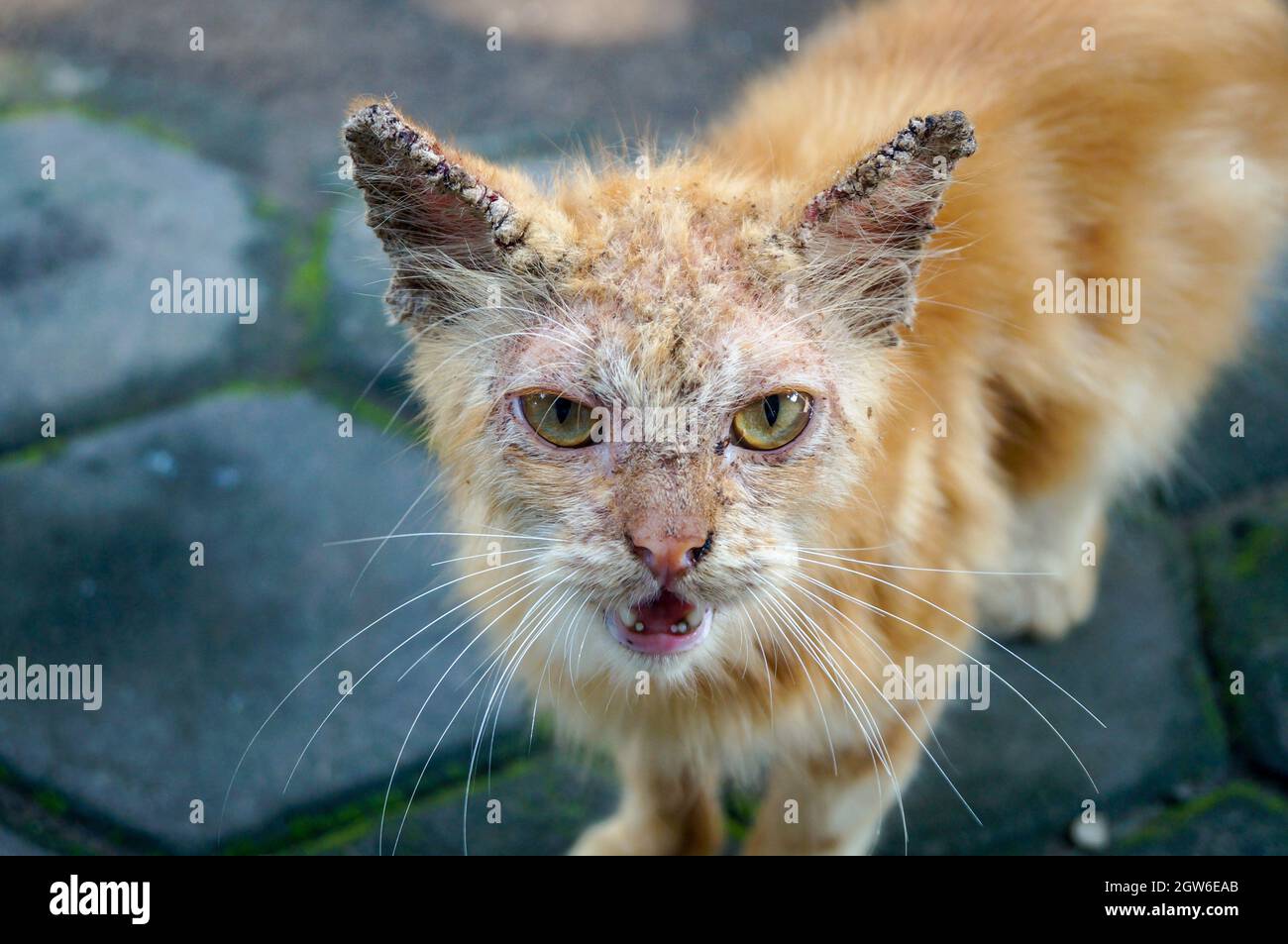 Parasite De Chat Banque De Photographies Et D Images A Haute Resolution Alamy