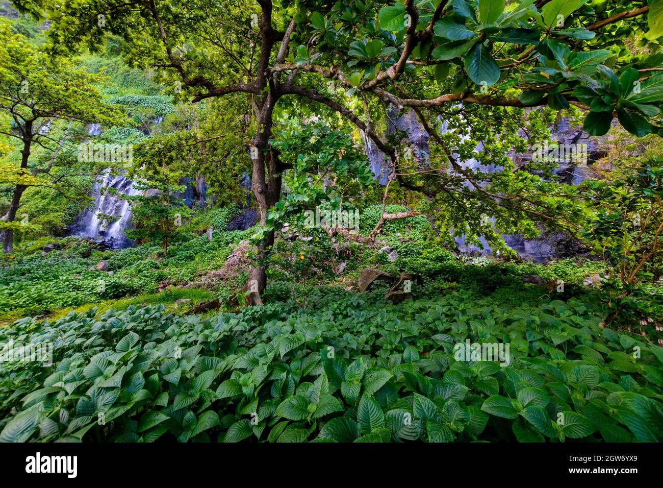 Underwood site touristique à l'Anse des cascades, Sainte Rose, l'île de la réunion Banque D'Images