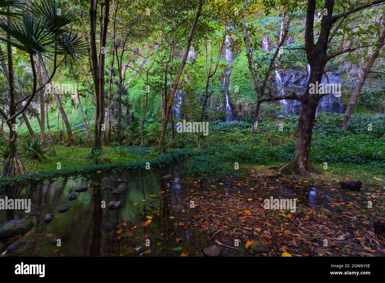 Site touristique sous-bois à Anse des Cascades près de la ville de Sainte Rose, Île de la Réunion Banque D'Images