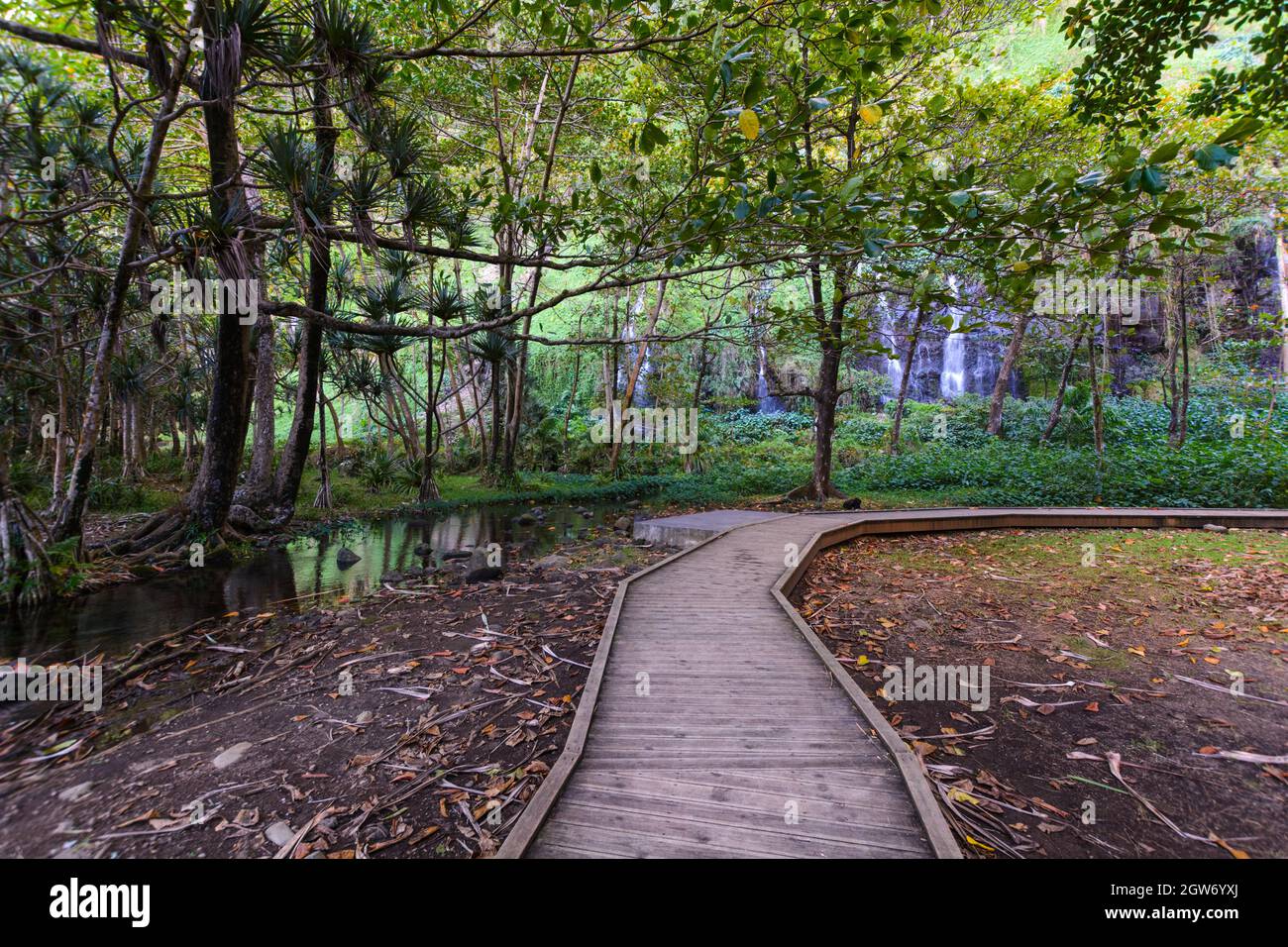 Site touristique sous-bois à Anse des Cascades près de la ville de Sainte Rose, Île de la Réunion Banque D'Images