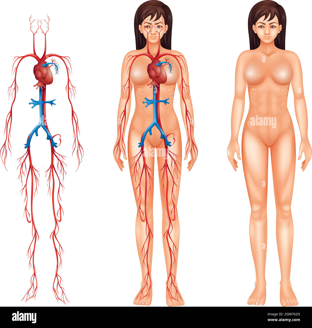 Appareil circulatoire féminin Illustration de Vecteur