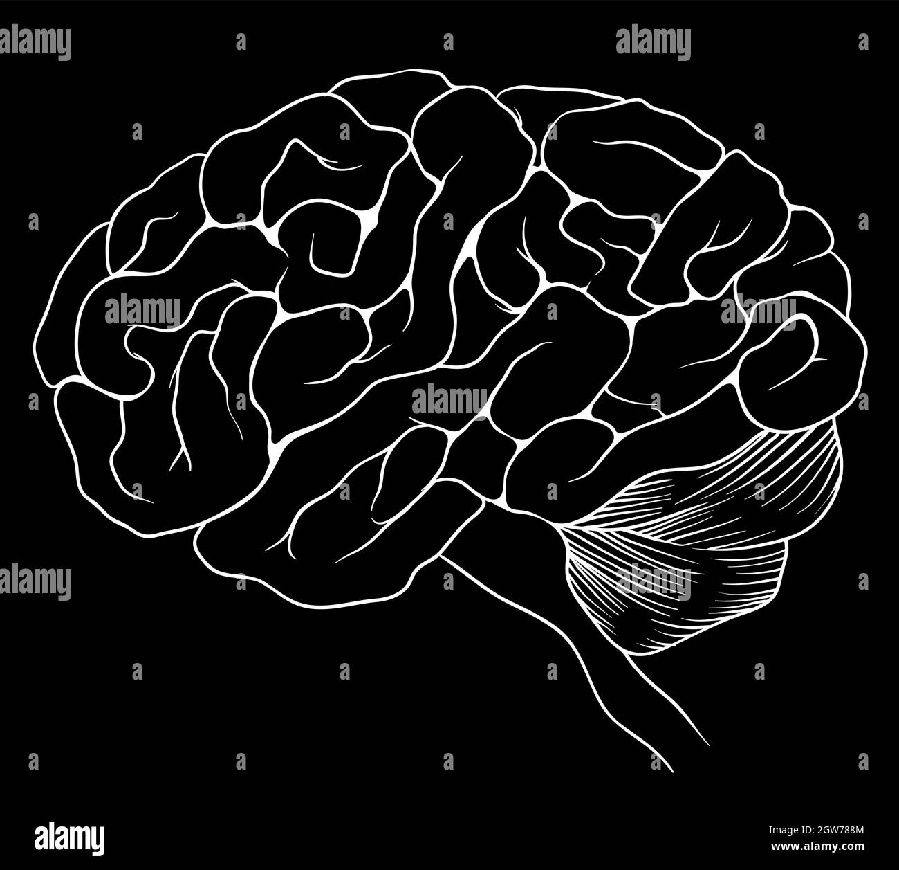 Le cerveau humain Illustration de Vecteur