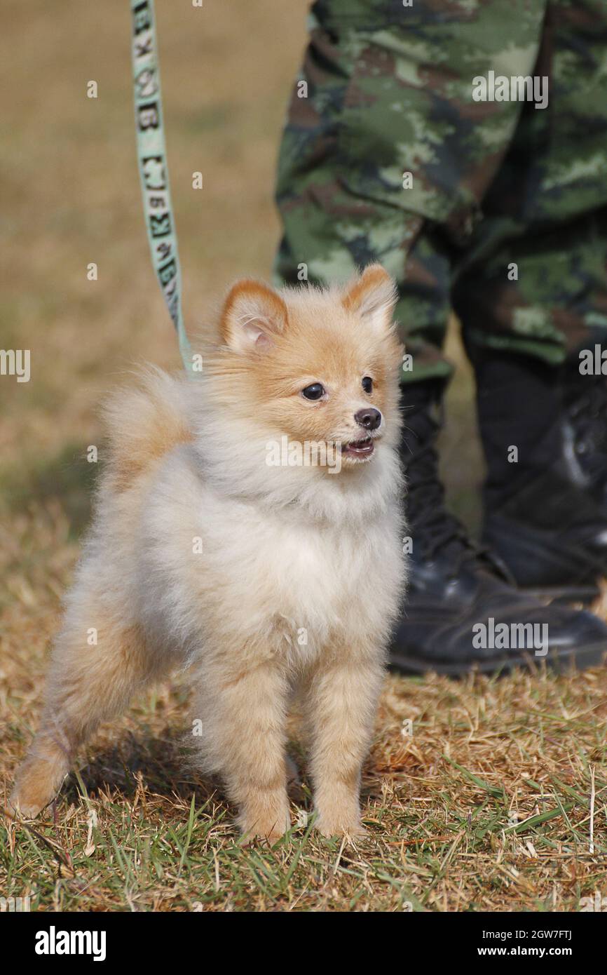 Soldat de l'armée avec chien, chiens d'entraînement de guerre Banque D'Images
