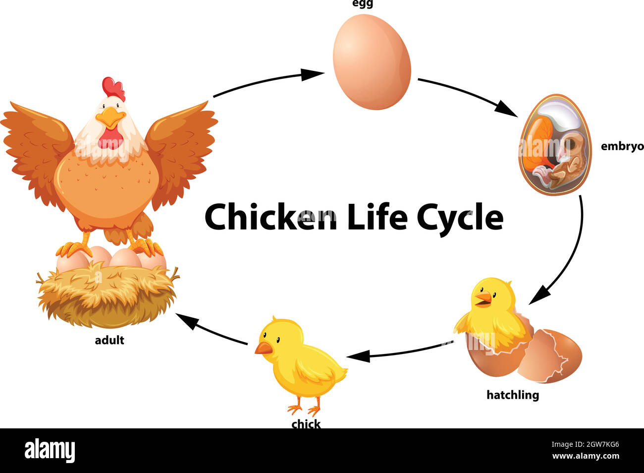 Diagramme du cycle de vie du poulet Image Vectorielle Stock - Alamy