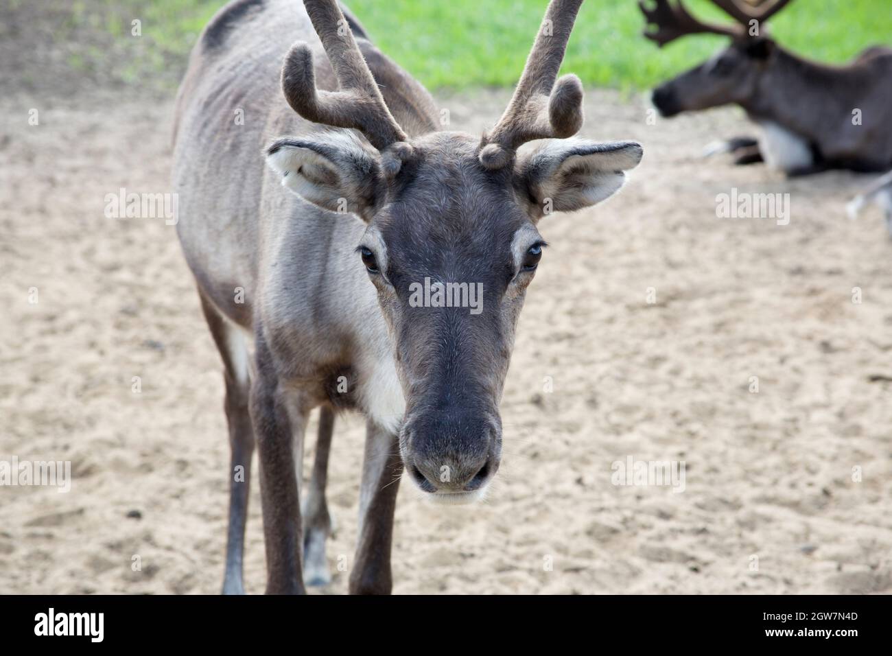 Un instantané d'un jeune cerf curieux pris dans la forêt sibérienne-toundra Banque D'Images