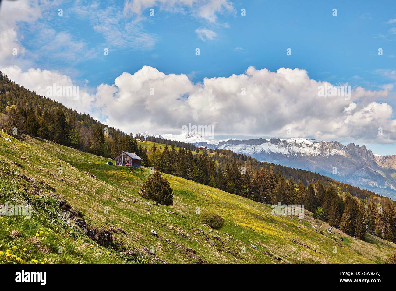 Vues depuis Sevelerberg en pleine floraison vers Berghaus Malbun avec Alpstein enneigée en arrière-plan - Sevelen, Suisse Banque D'Images