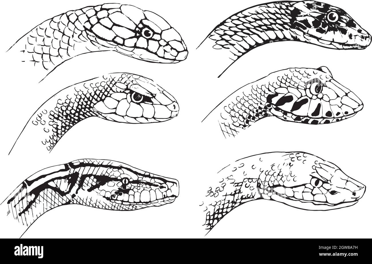 Croquis de serpents Illustration de Vecteur