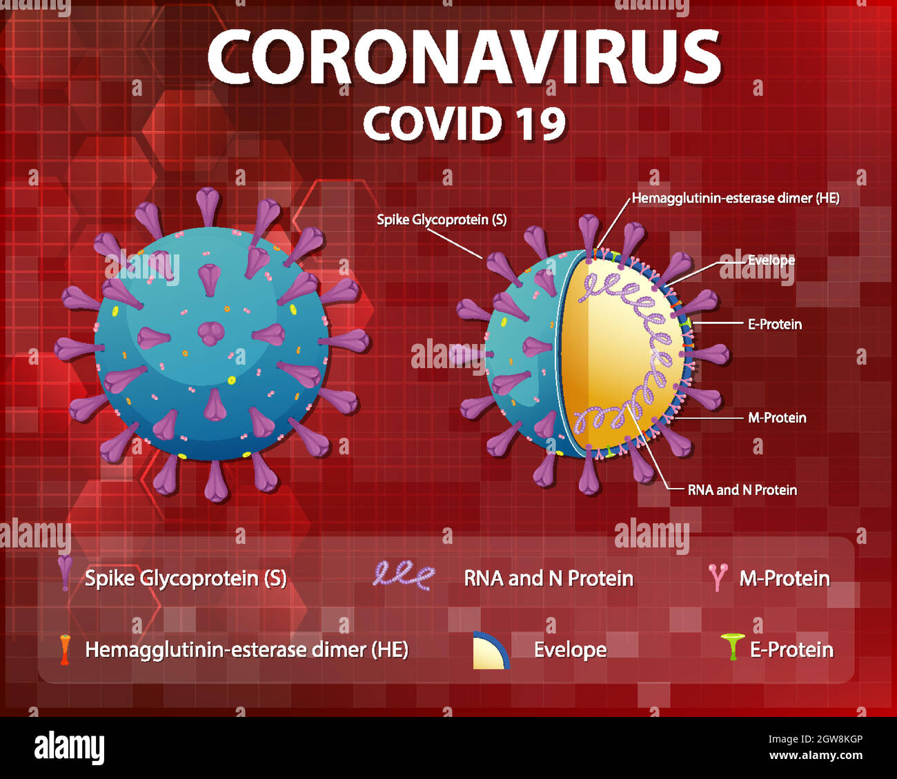 Schéma de la structure des particules du virus Corona Illustration de Vecteur