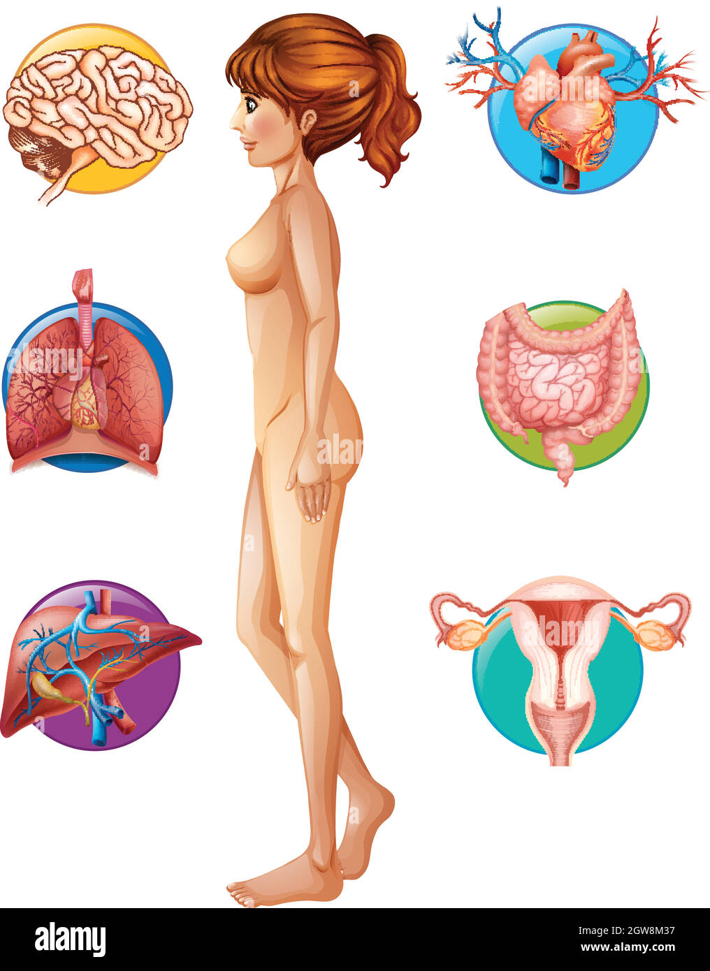 Une anatomie et un organe humains Illustration de Vecteur