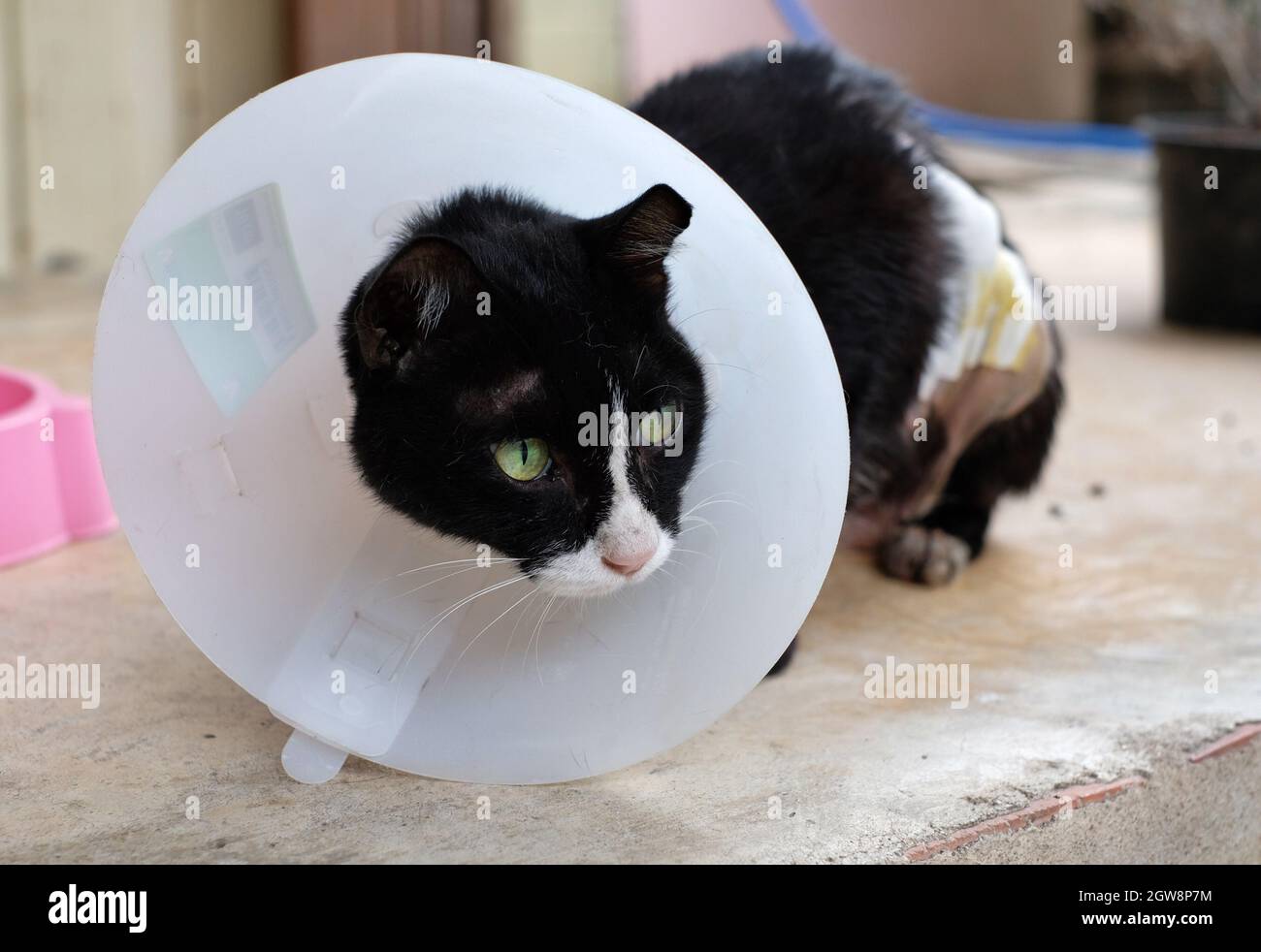 Col Sur Le Cou Pour Que Cat Ne Liquez Pas Les Chats Ont Des Plaies Chirurgicales Sur Leurs Estomacs Photo Stock Alamy