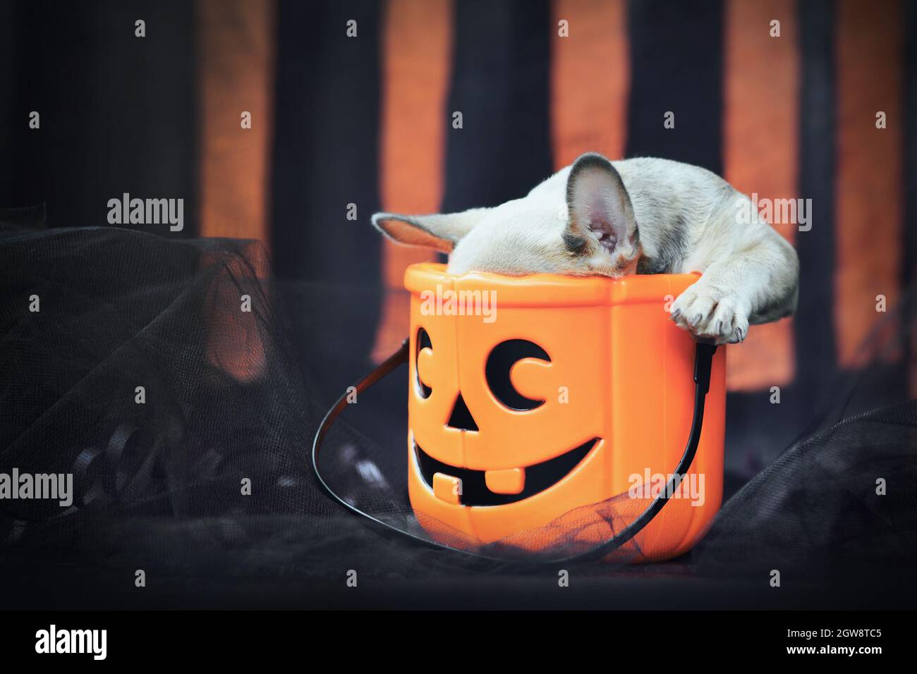 Drôle de chien Bulldog chien chiot avec la tête dans l'effrayant Halloween trick ou panier de traite en face de papier noir et orange flux Banque D'Images