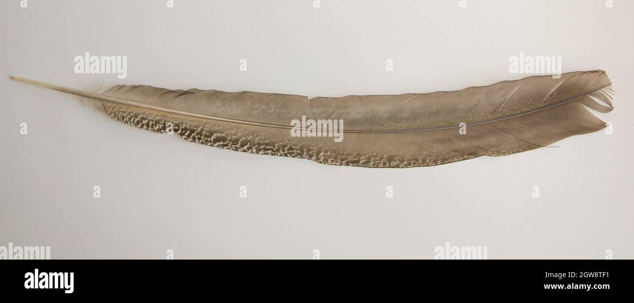 Quill d'aile de paon marron isolé sur fond blanc Banque D'Images