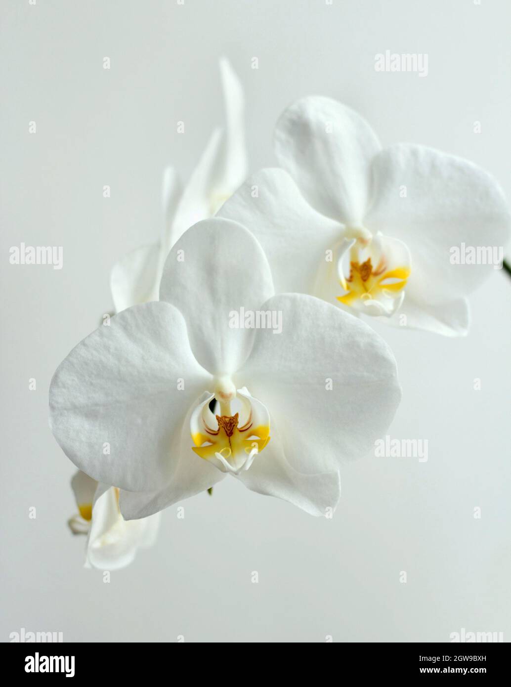Orchidées blanches festives sur fond blanc Banque D'Images