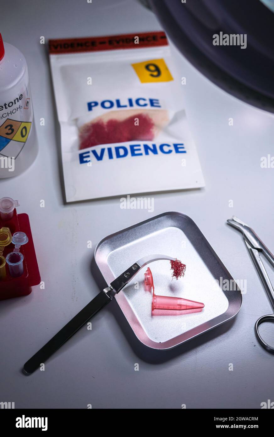 Morceau de tissu coloré par sang pour l'analyse en laboratoire de crime Banque D'Images