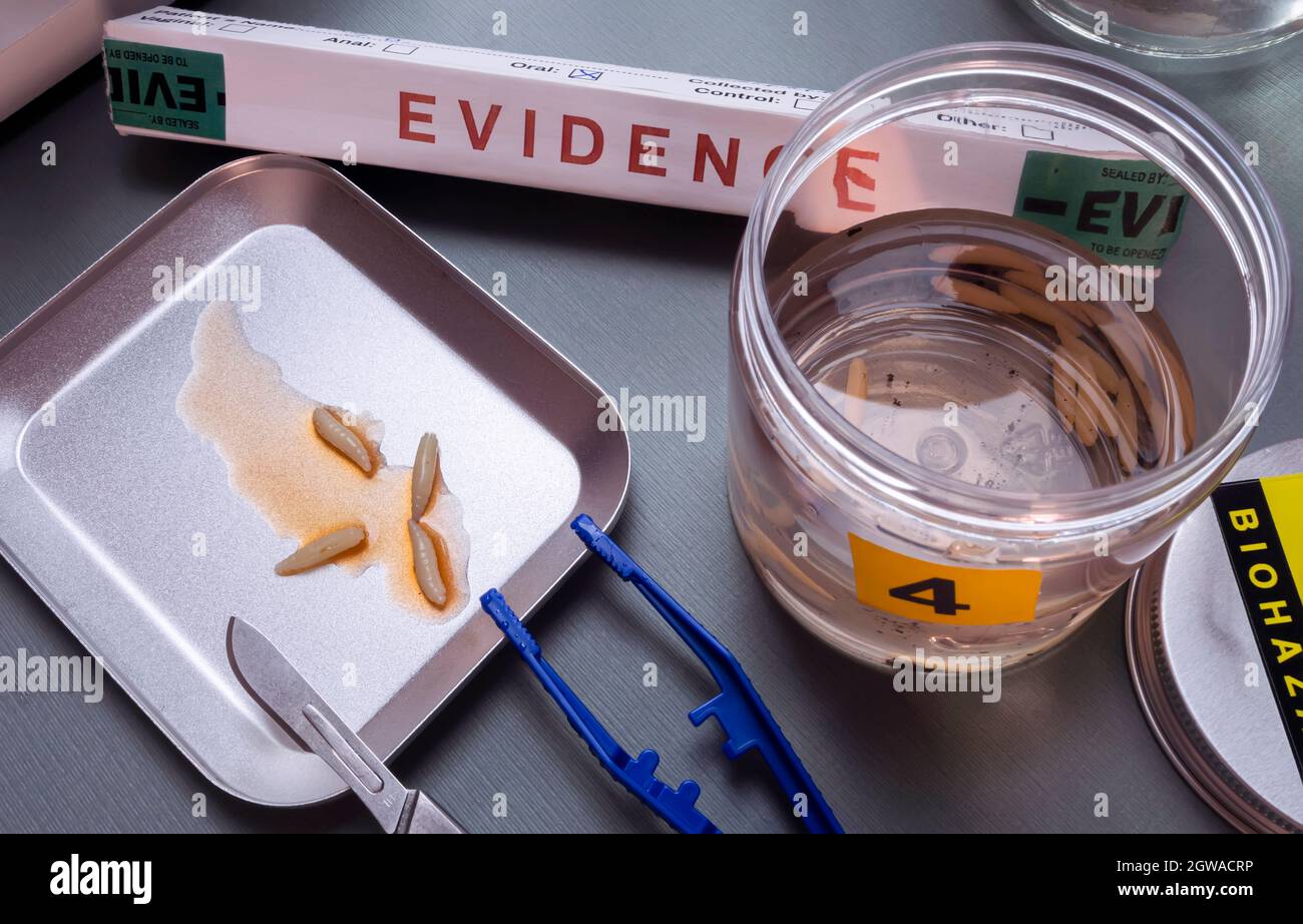 Analyse des larves de cadavres impliqués dans le meurtre en laboratoire de crime, image conceptuelle Banque D'Images